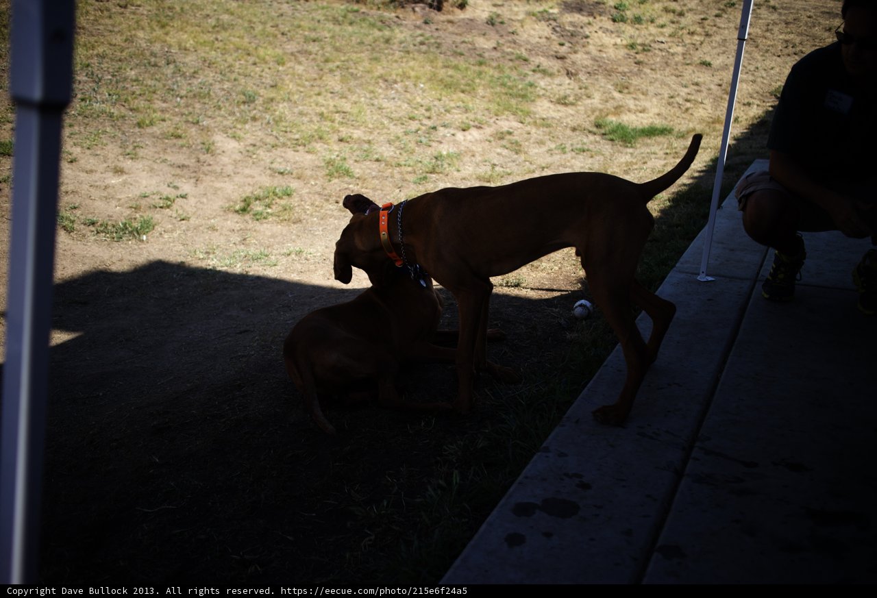 Two Dogs Camping