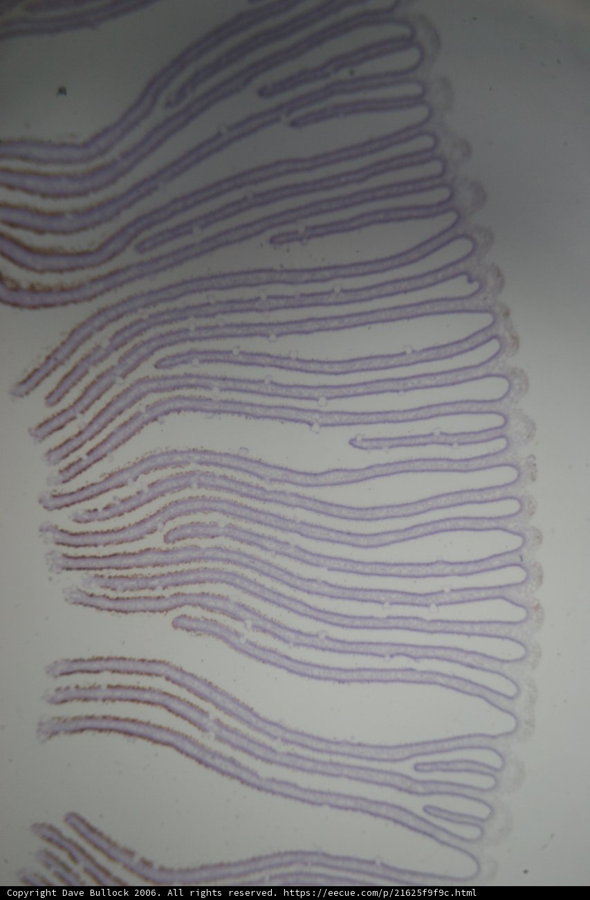 Vivid Purple and White Patterned Plate