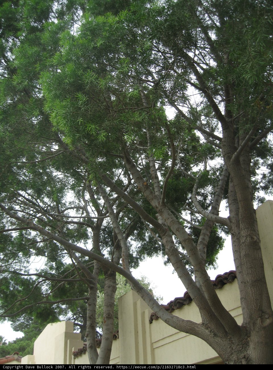 Majestic Tree with a Thousand Leaves