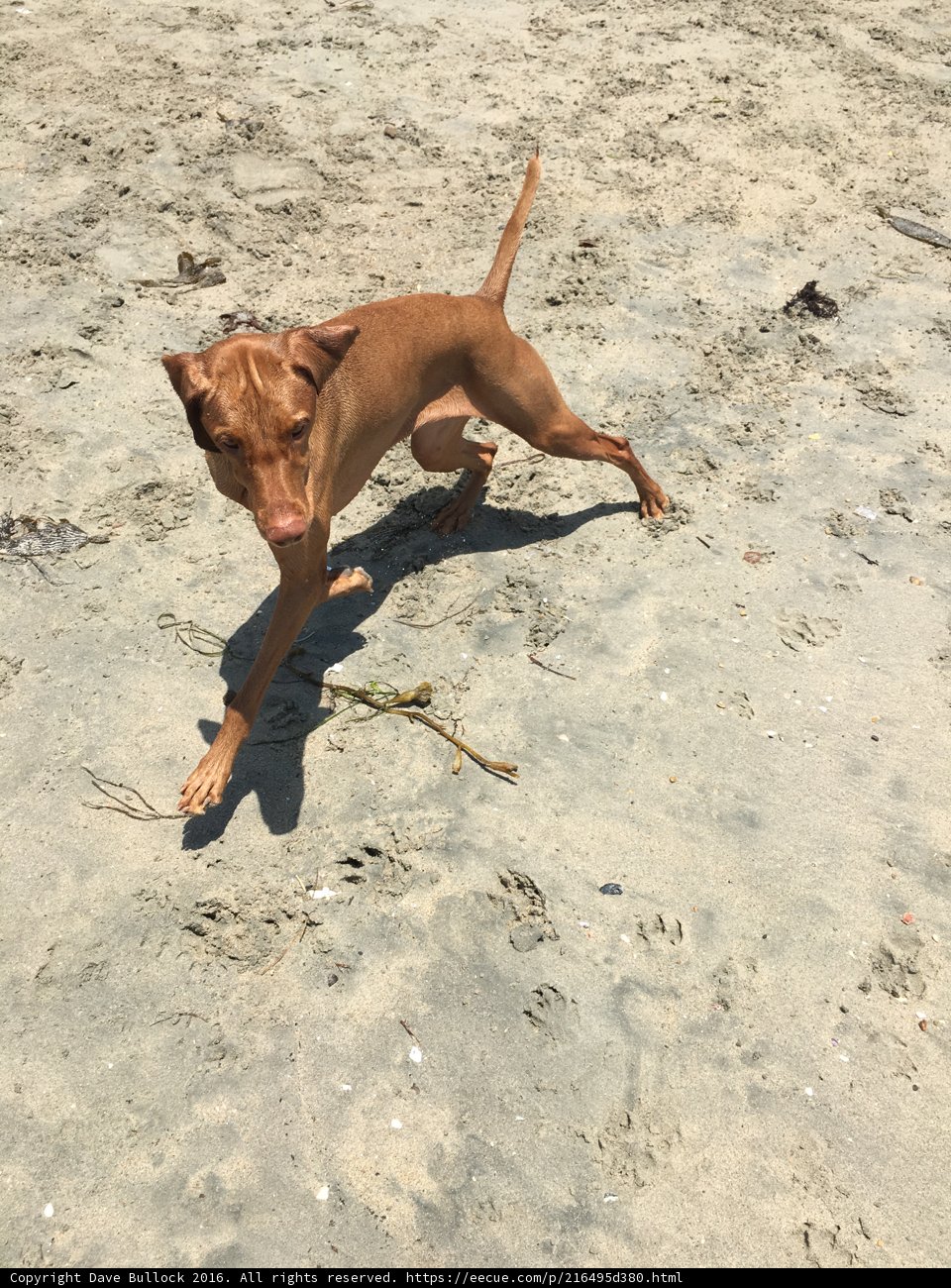 Beach Fun with Furry Friends