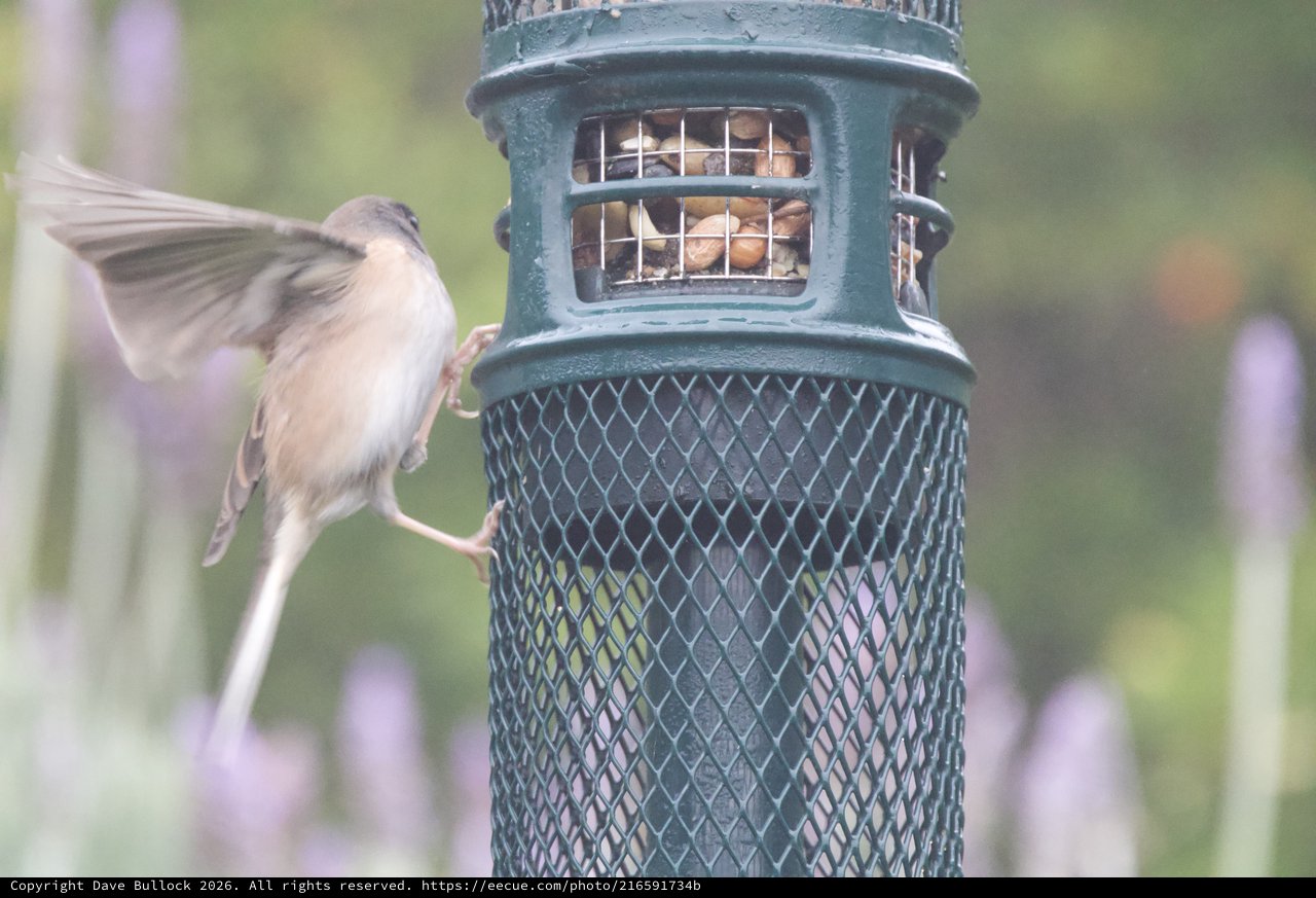 House Sparrow in Flight at Bird Feeder