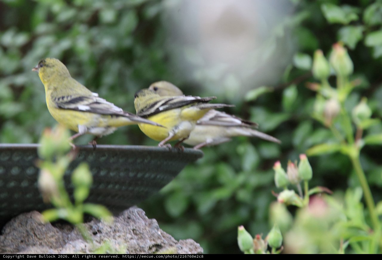 Lesser Goldfinches Perched Together on Garden Feeder