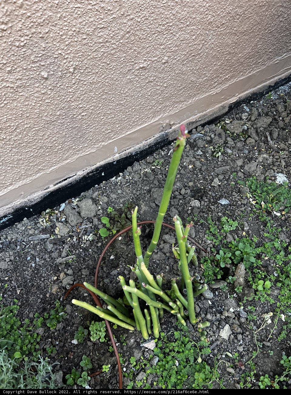 Wall-Mounted Spring Onions