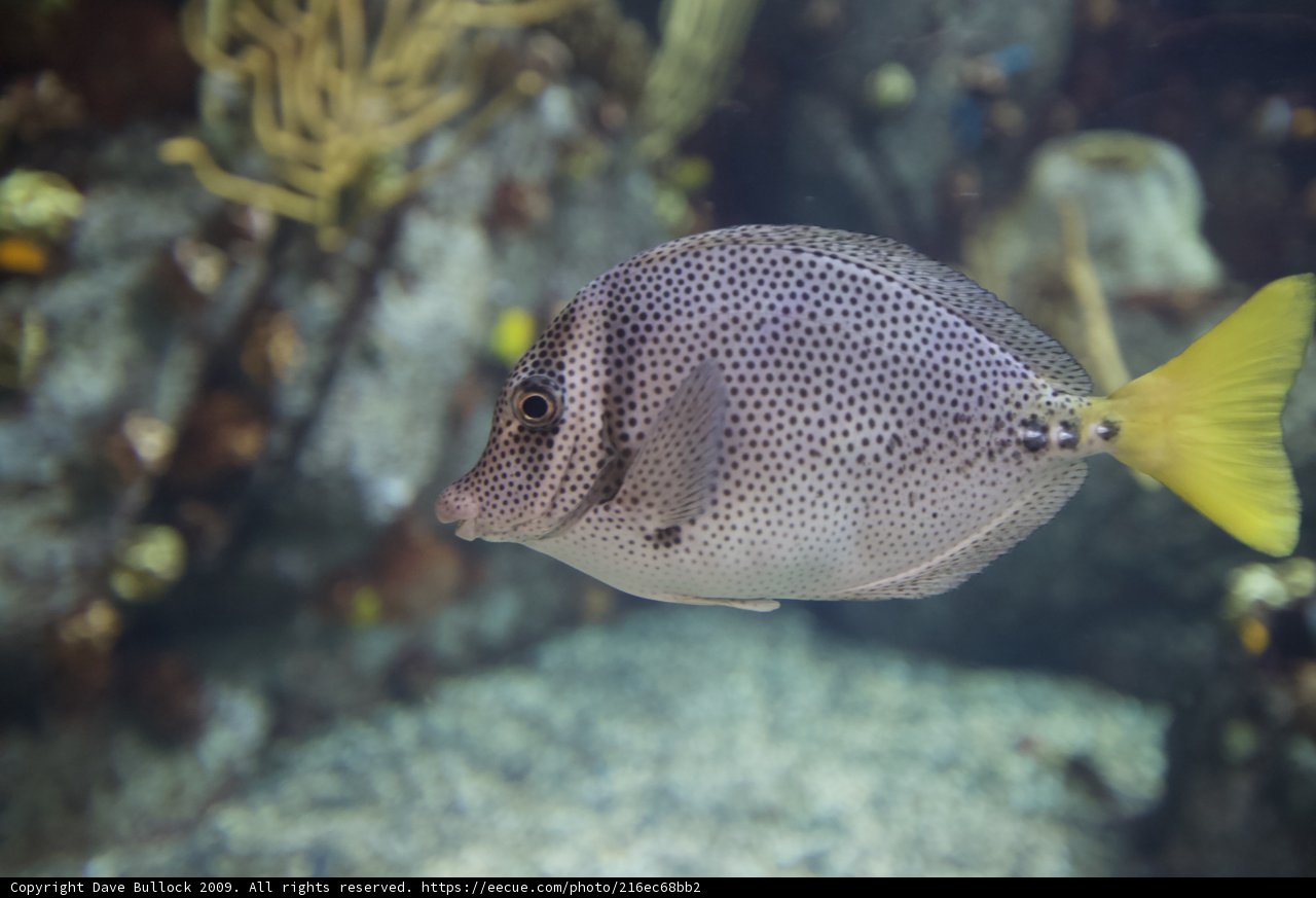 Yellow-Spotted Fish in an Aquarium