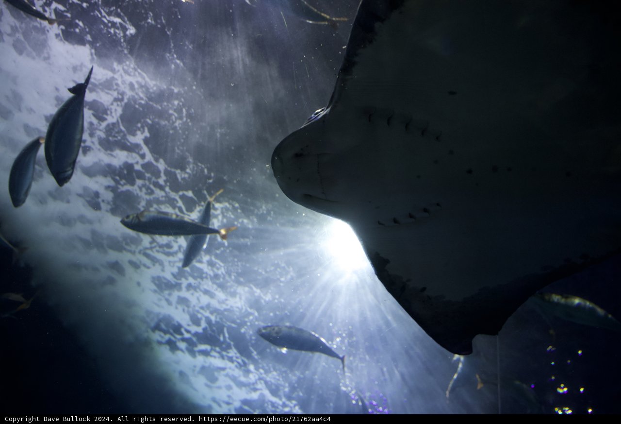 Graceful Dance of the Stingray