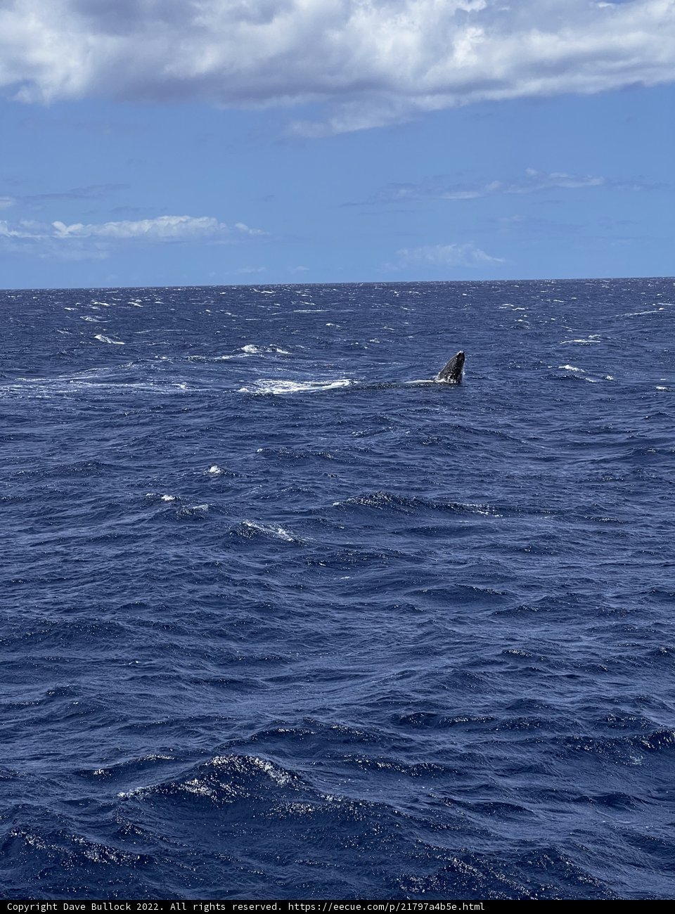 Majestic Whale in the North Pacific Ocean
