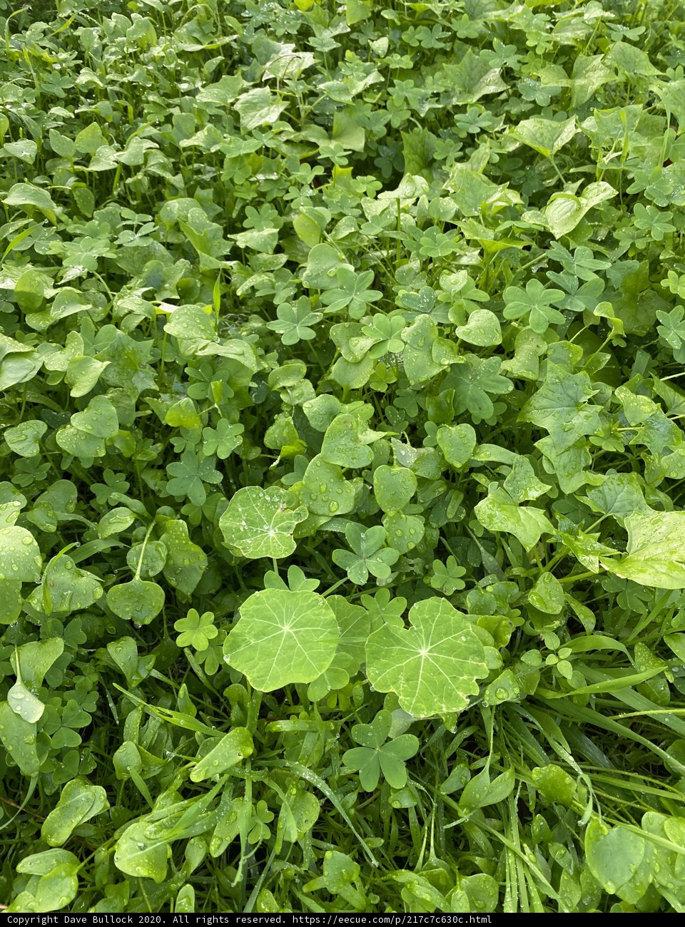 Bountiful Greens in Golden Gate Park
