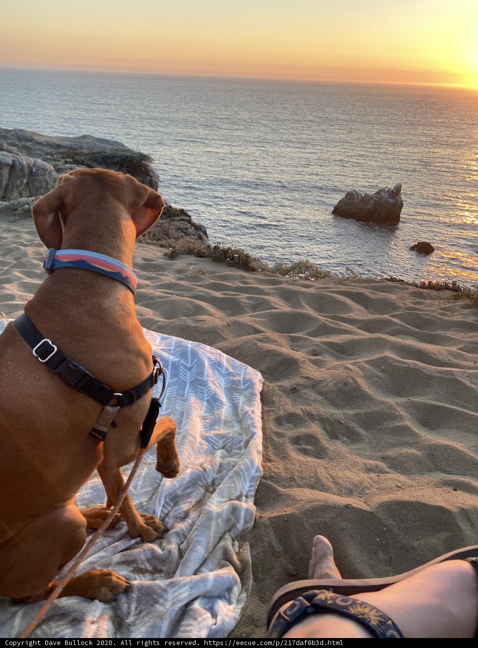 Beach Companion