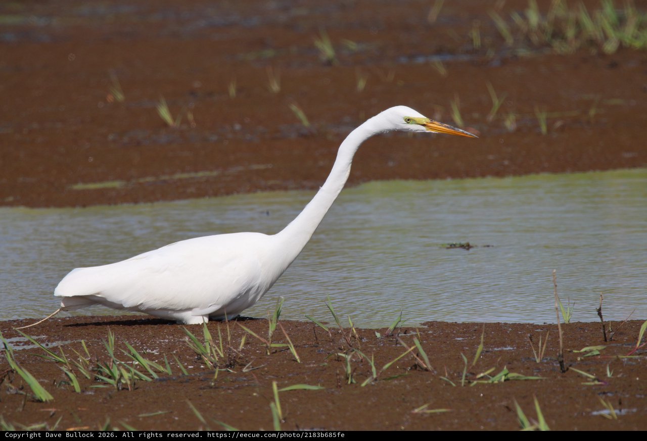 Great Egret Hunting in Shallow Wetland Waters