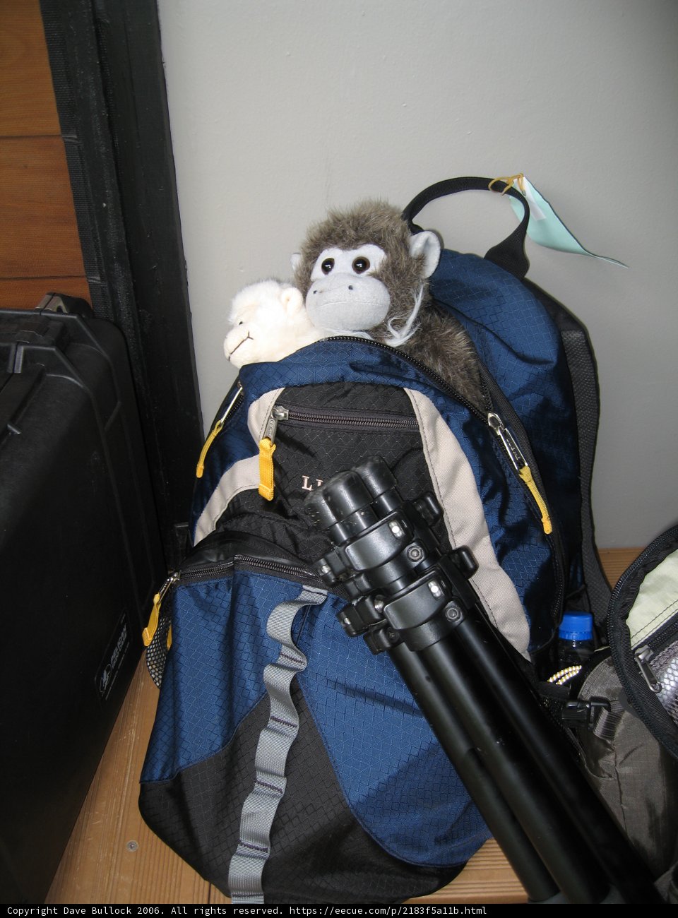 Monkey Business on the Backpack