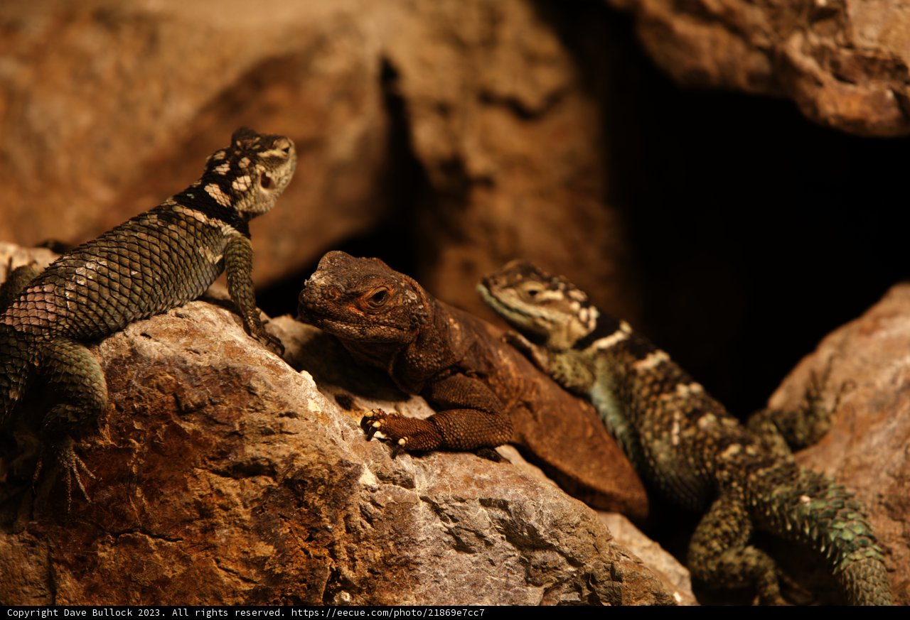 Trio of Lizards at Oakland Zoo