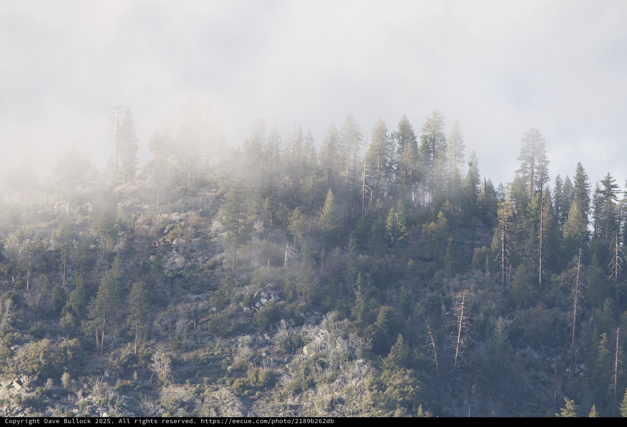 Misty Forest Ridge in Yosemite Winter