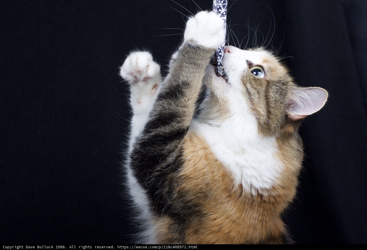 Feline Fun