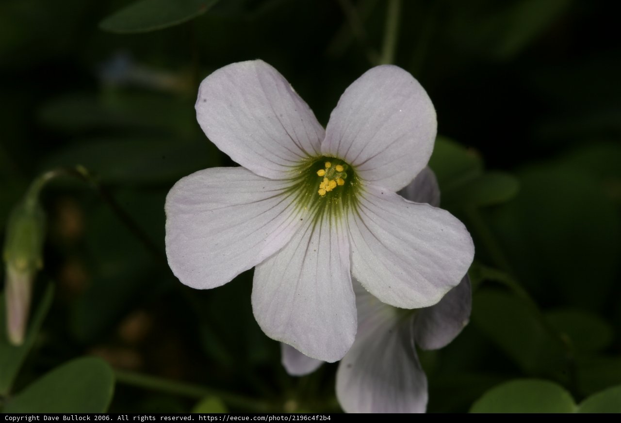 Radiant Geranium