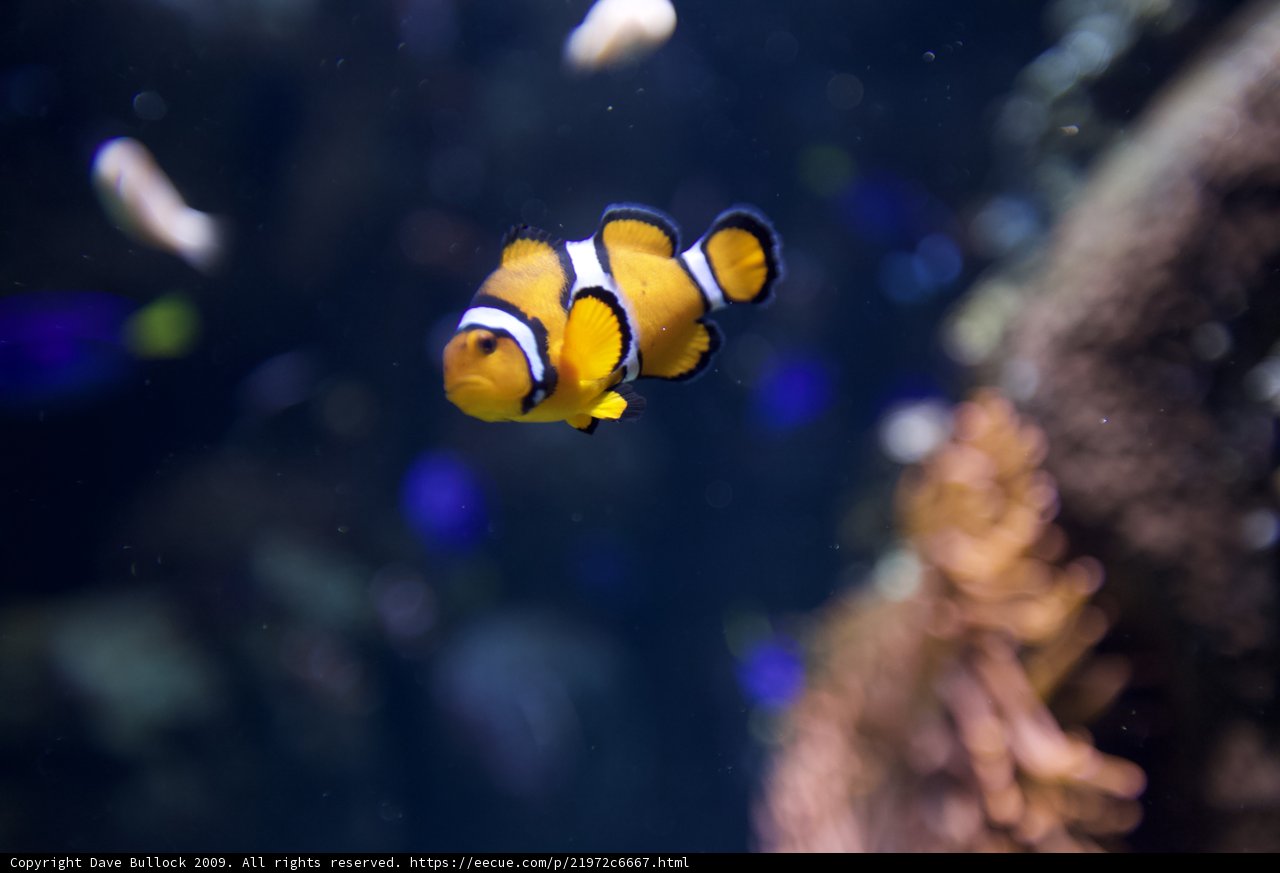 Clownfish in Aquatic Splendor
