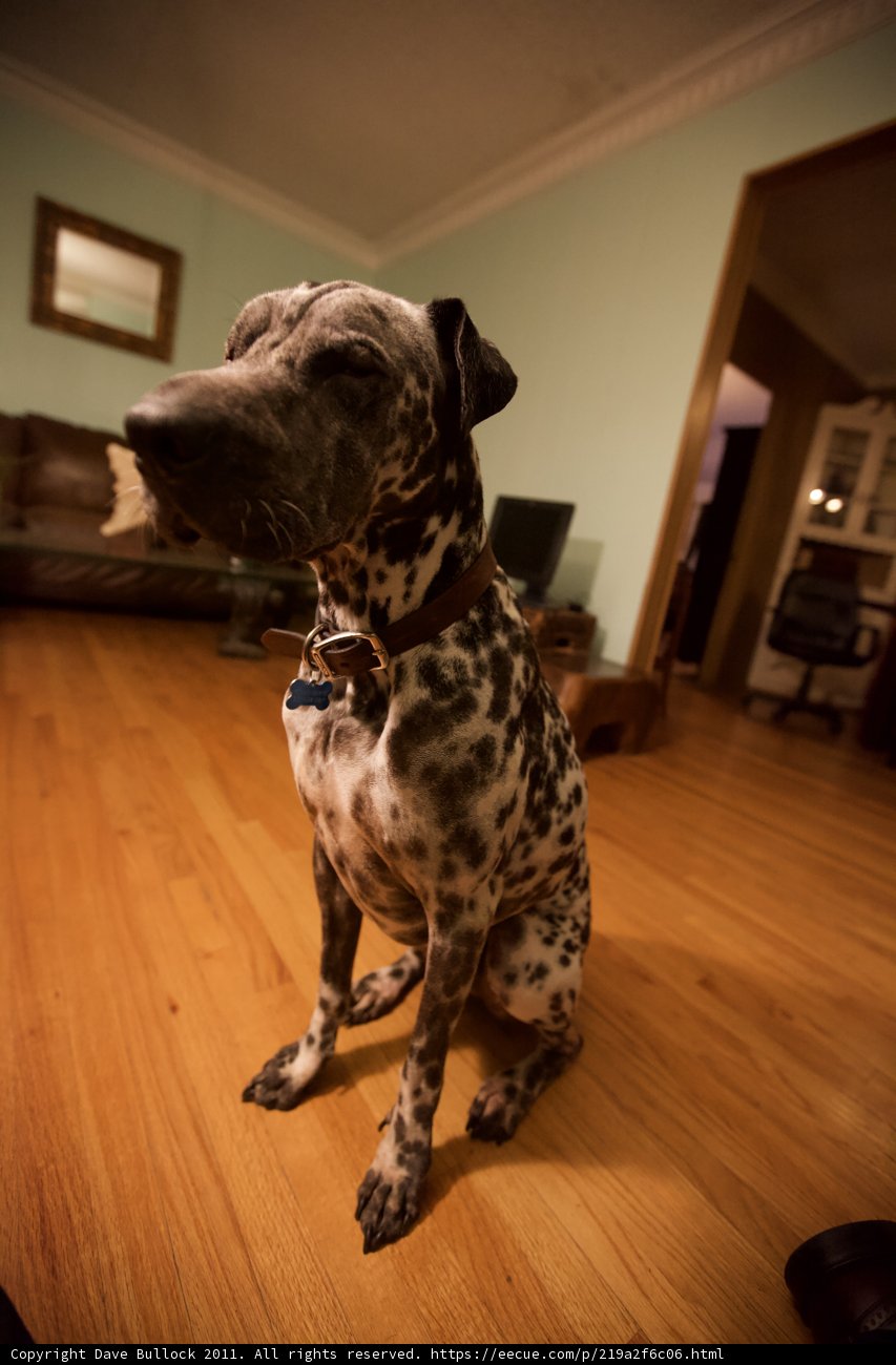 Dalmatian lounging on beautiful hardwood floors