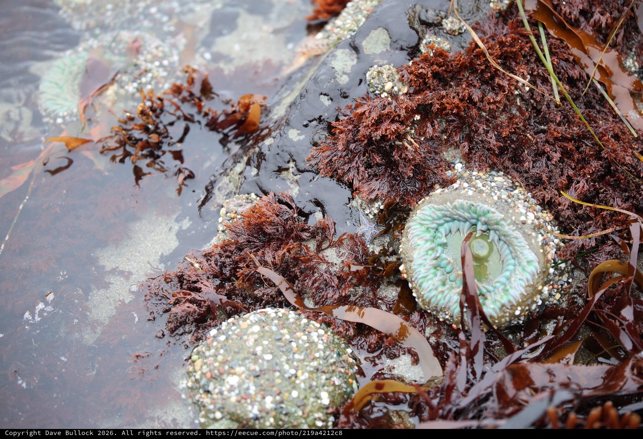 Sea Anemone in Rocky Intertidal Tide Pool