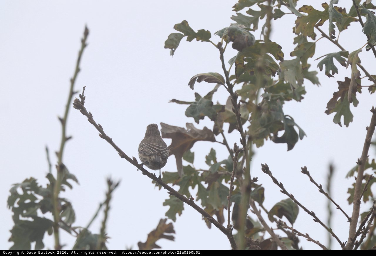 Small Bird Perched on Bare Branch Against Overcast Sky