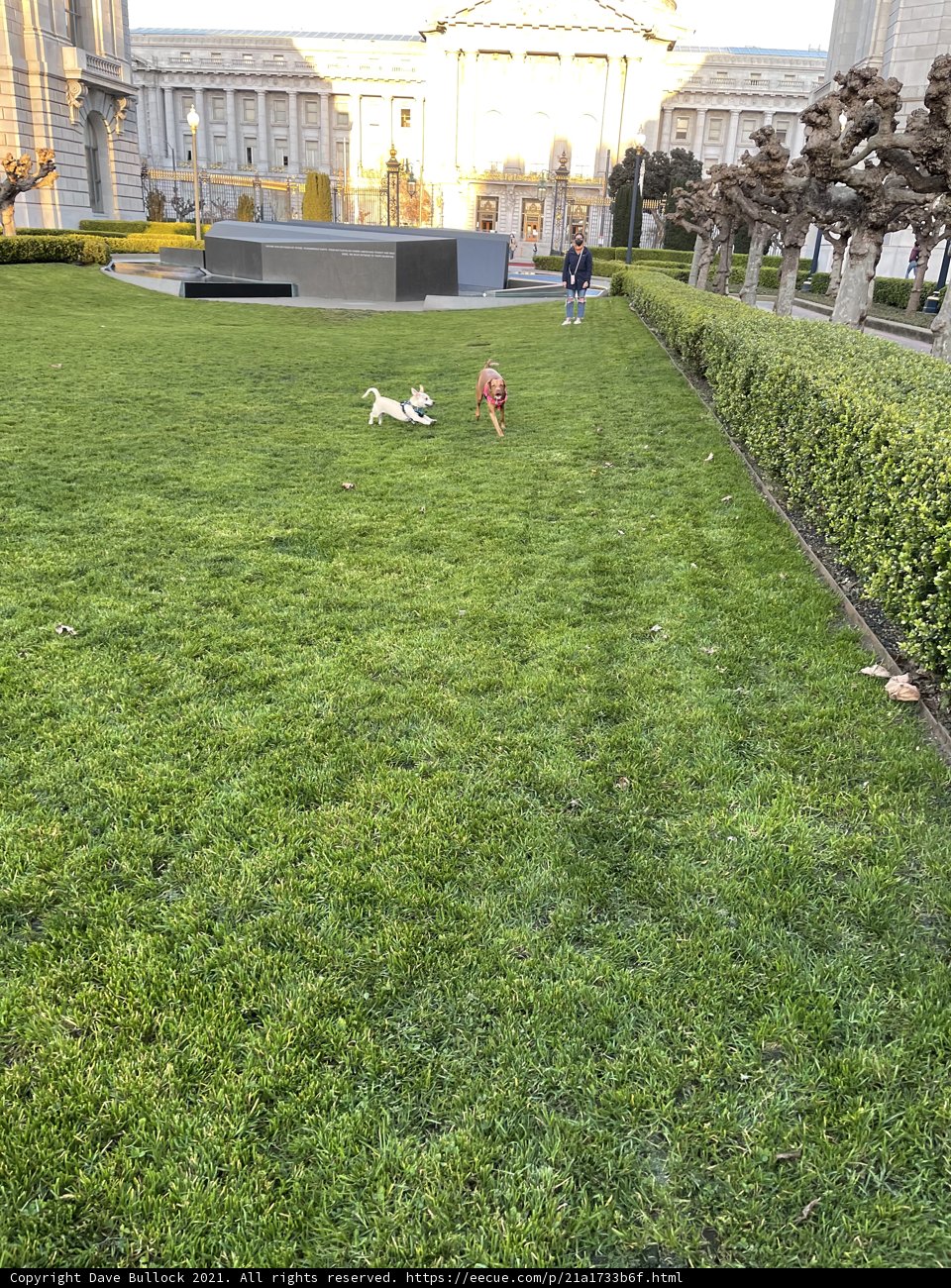 Playful Pup in the Park
