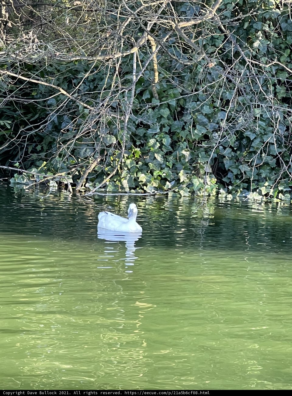 Majestic Swan in Stow Lake