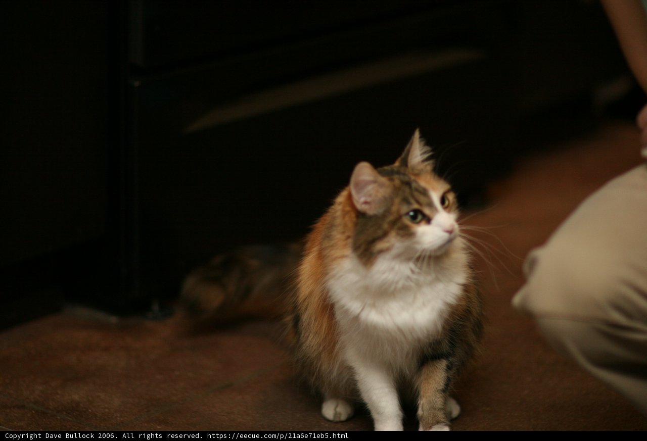 Serene Abyssinian Cat
