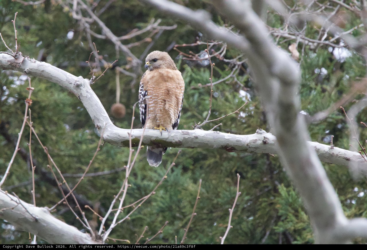 Red-shouldered Hawk Perched on Winter Branch