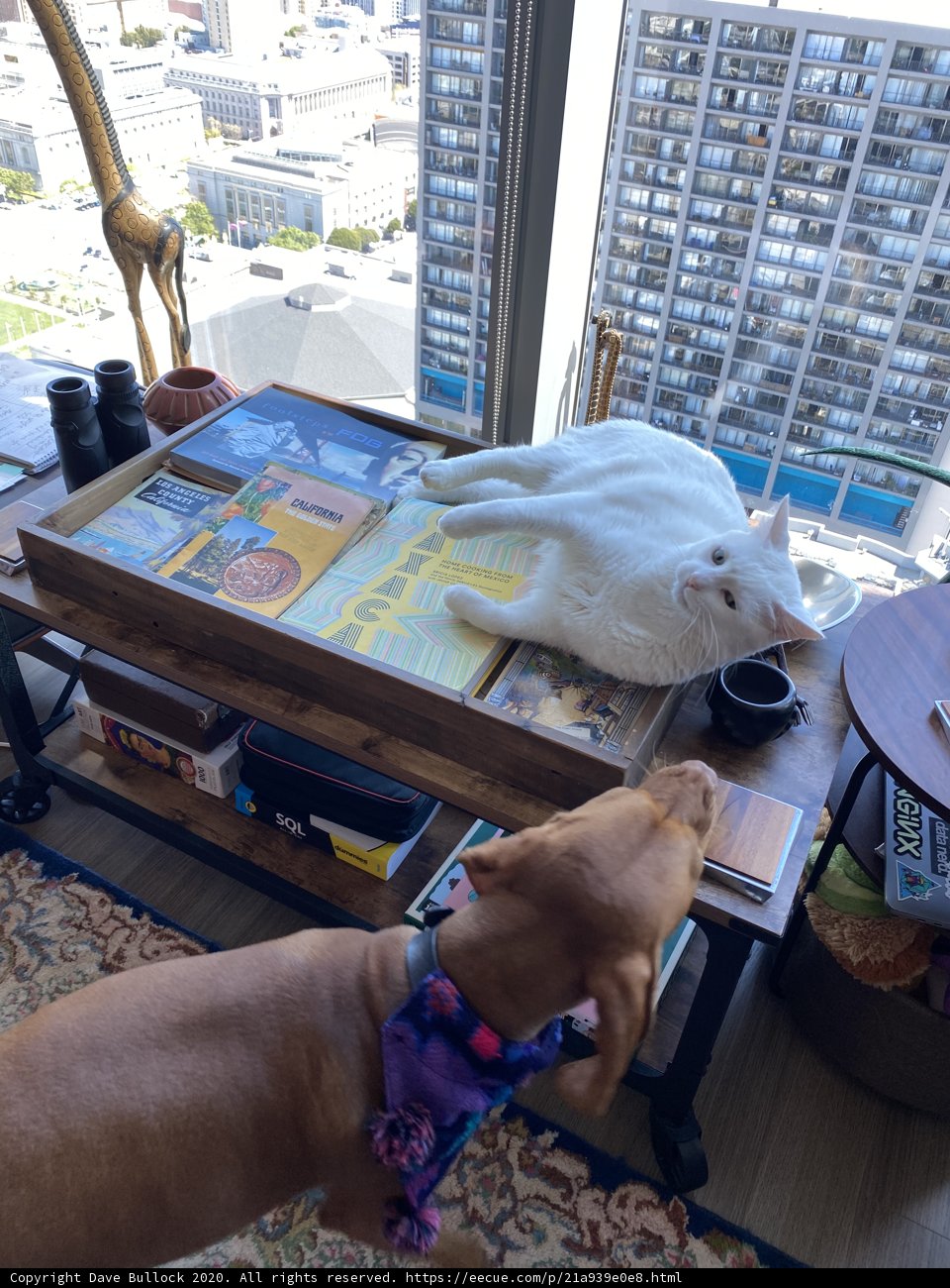 Furry Friends on the Coffee Table