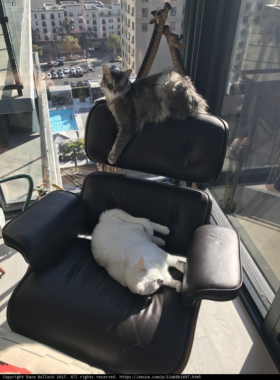 Feline Furniture Festivities