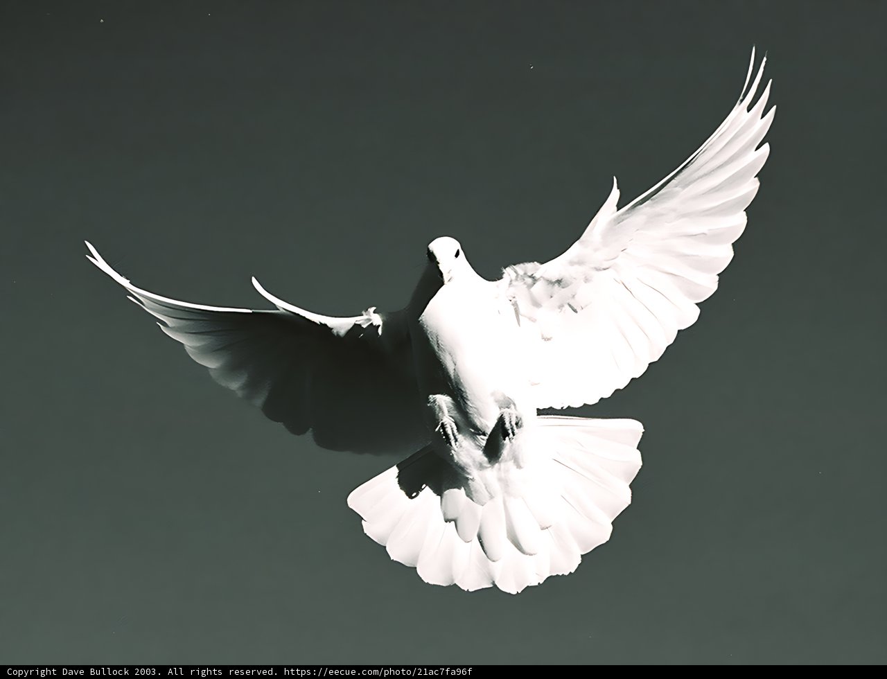 Soaring Spirit