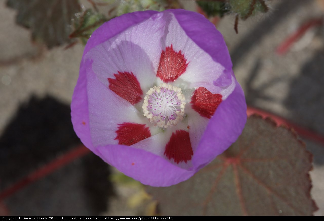 Vibrant Purple Flower with Red and White Centers