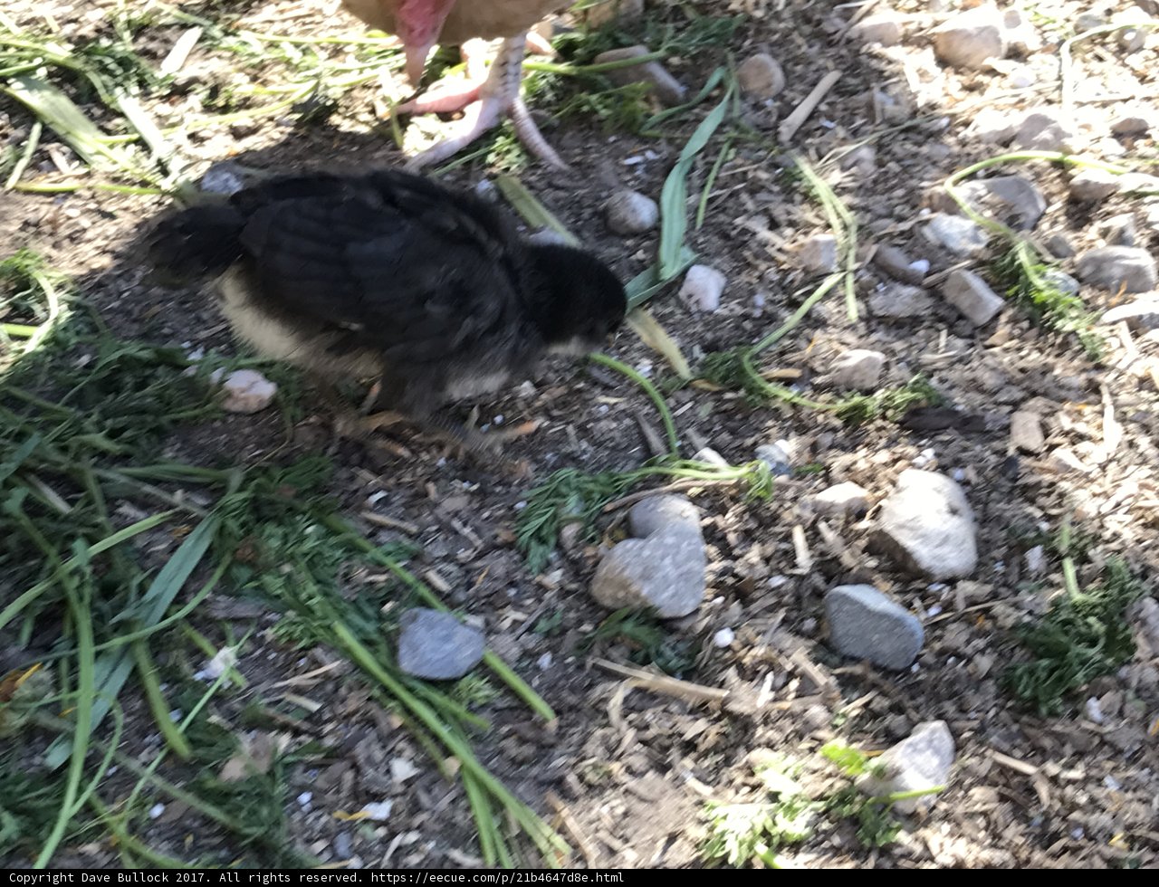 Little Black and White Hen
