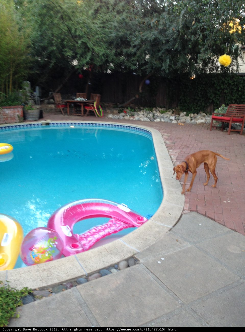 Canine Cooling Off