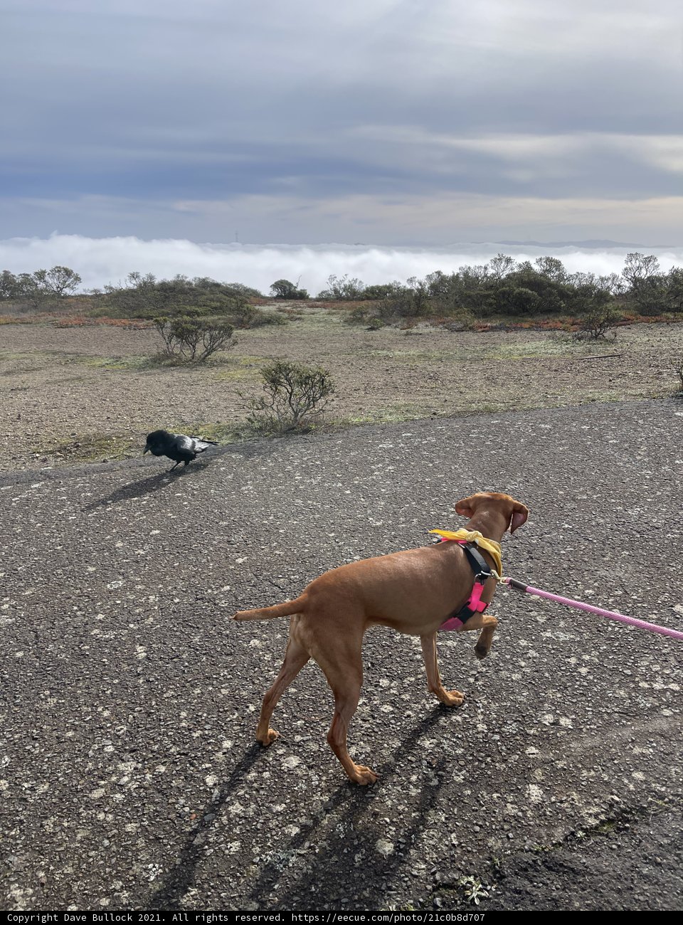 Walking the Hound in Marin Headlands