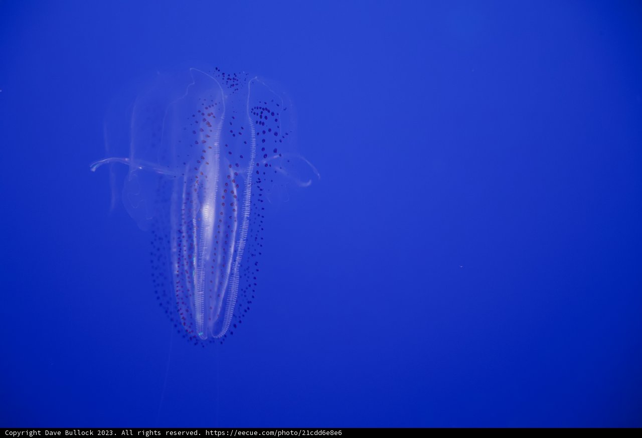 Floating Gracefully: A Delicate Dance Under the Sea