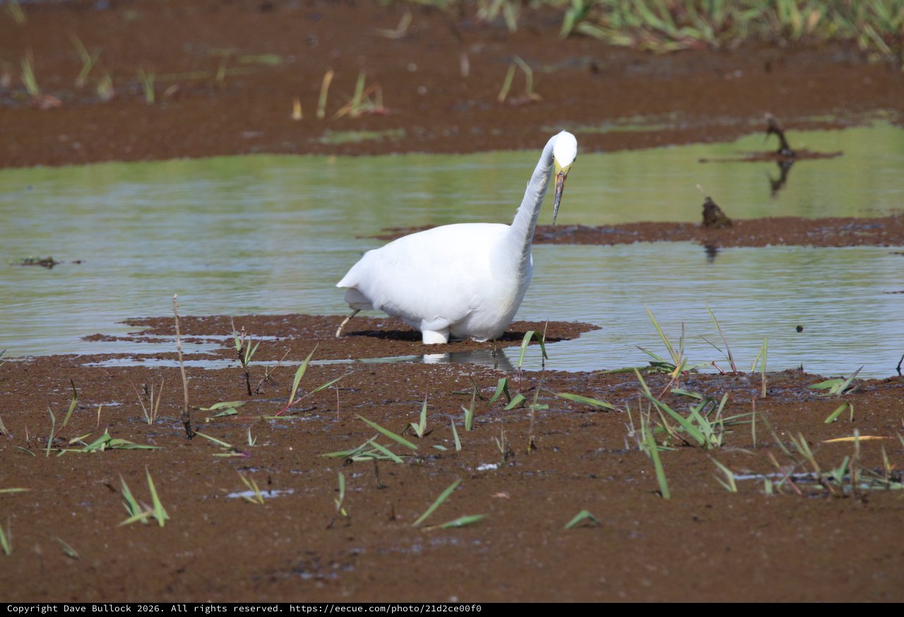 Great Egret Foraging in Flooded Agricultural Wetlands