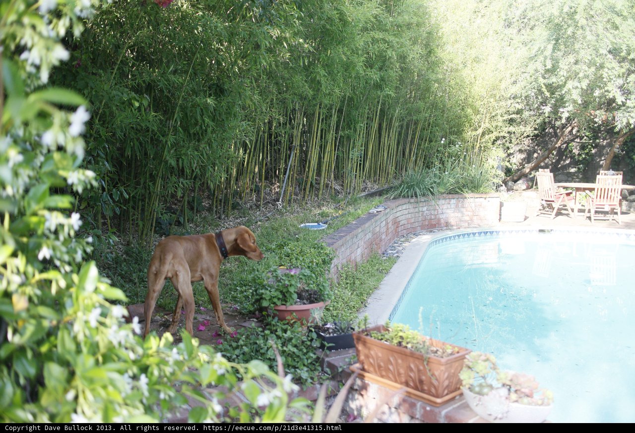 Backyard Oasis with a Furry Friend