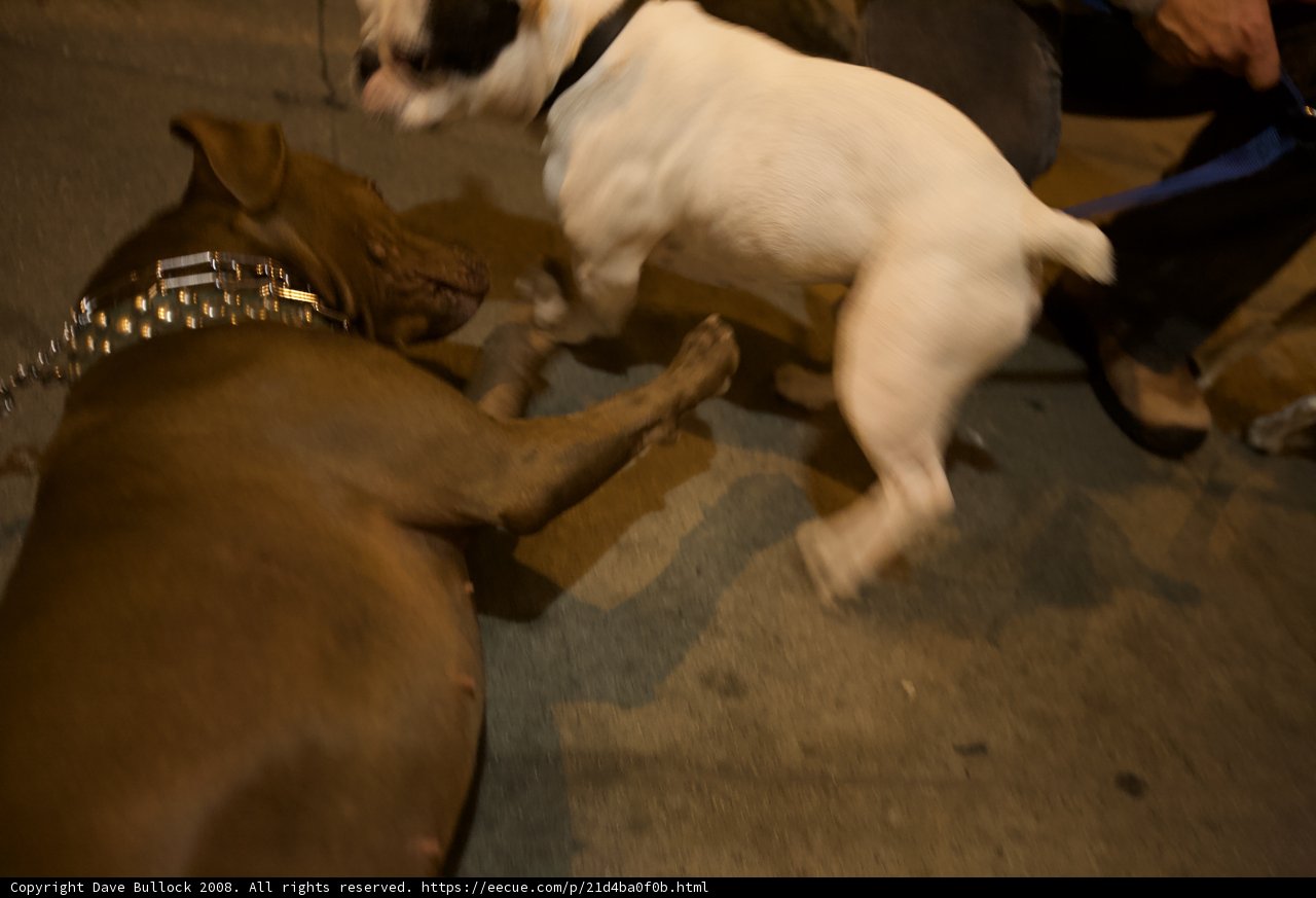 Playtime with Furry Friends