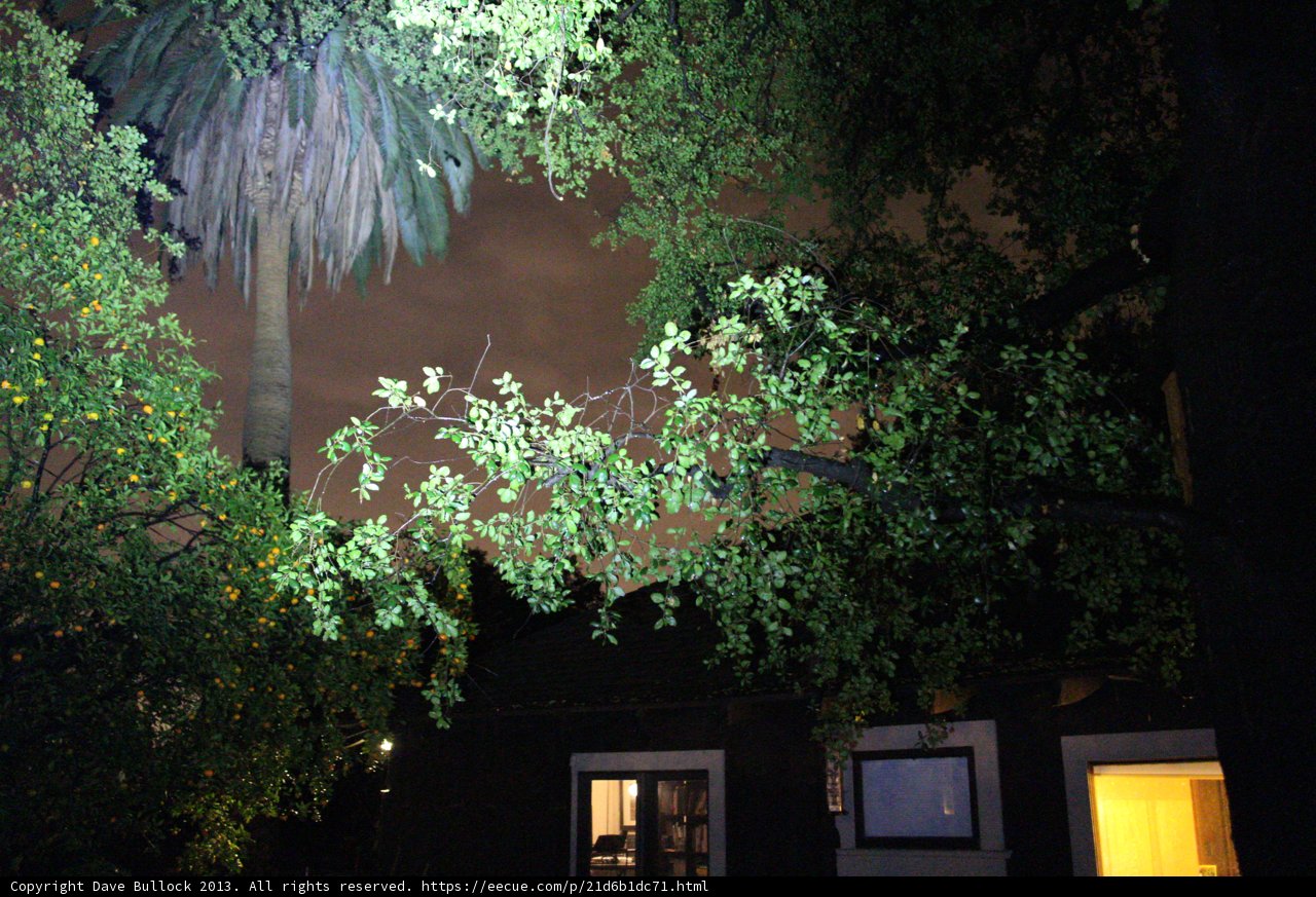 Nighttime Garden Tree