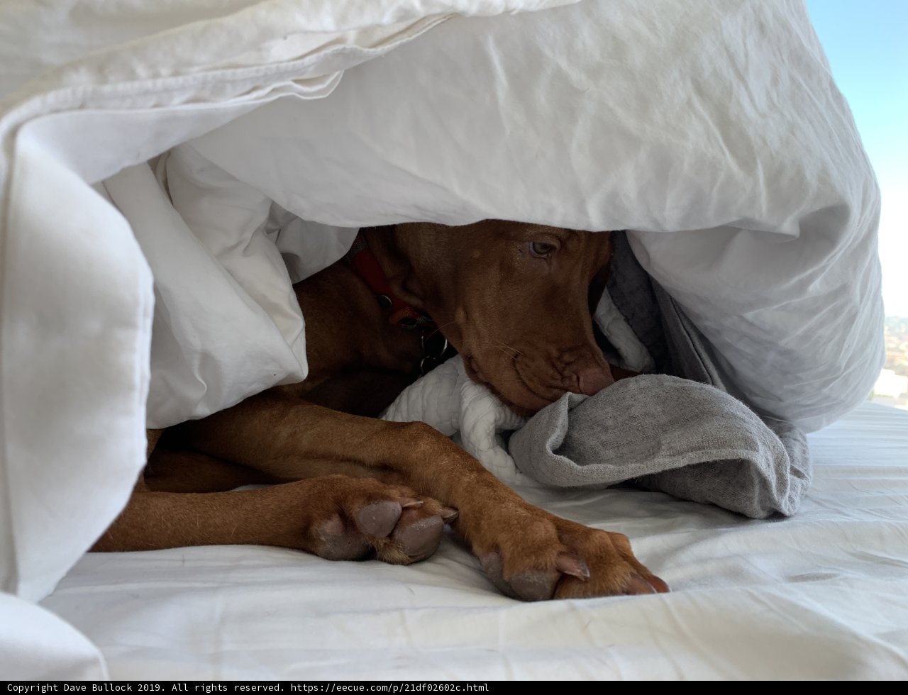 Cozy Canine