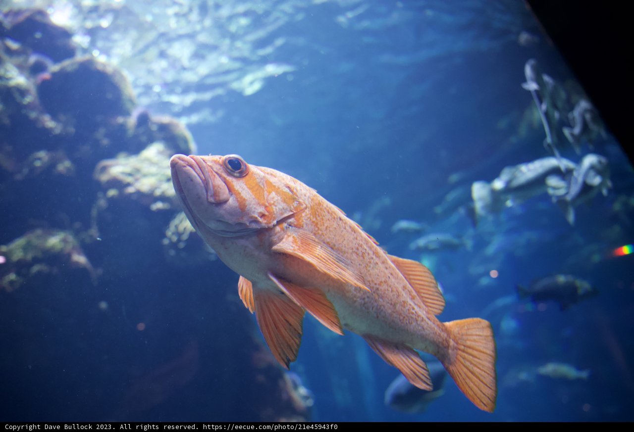 Aquatic Dance: The Symphony of Sea Life