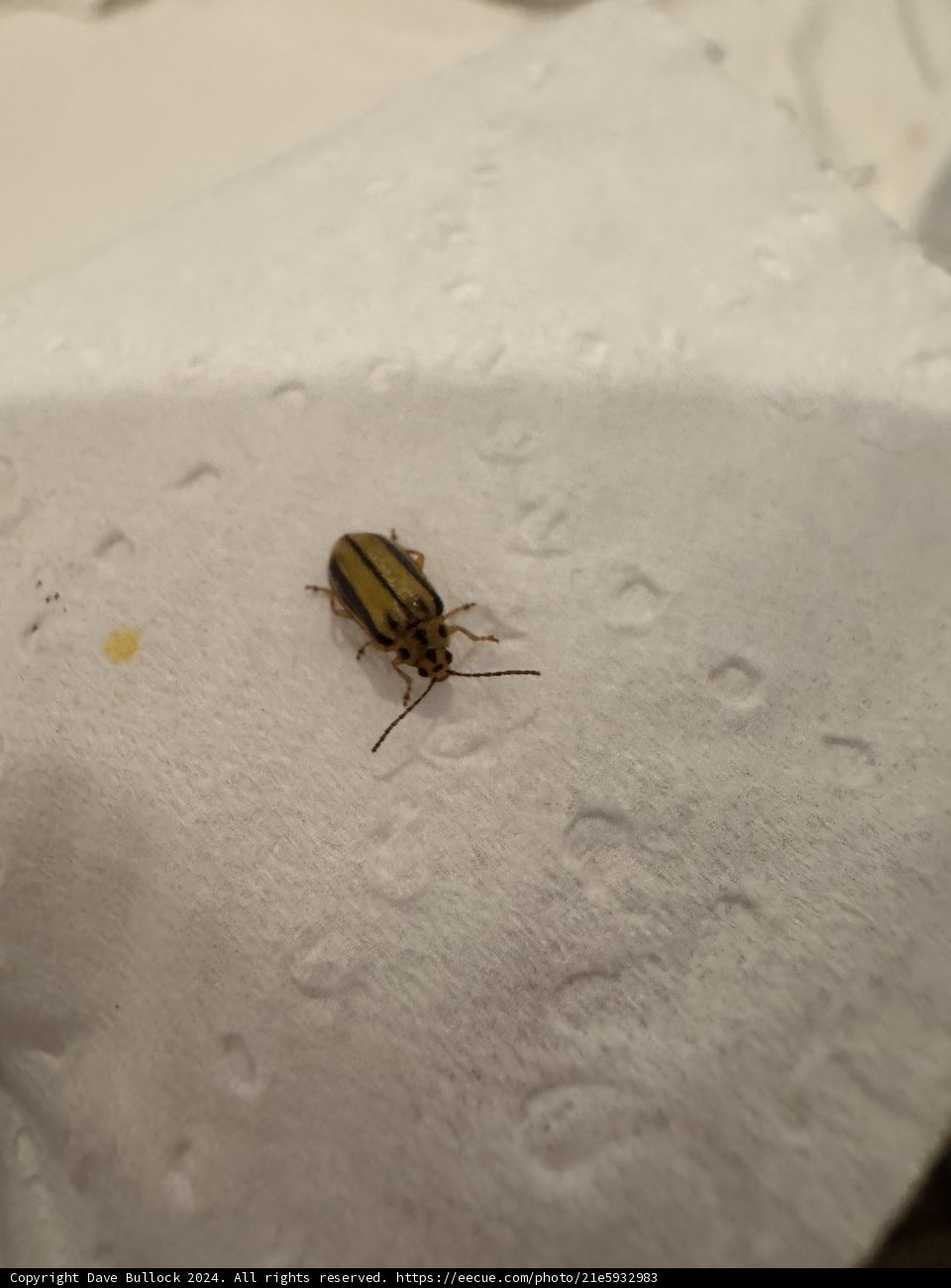 Unexpected Intruder