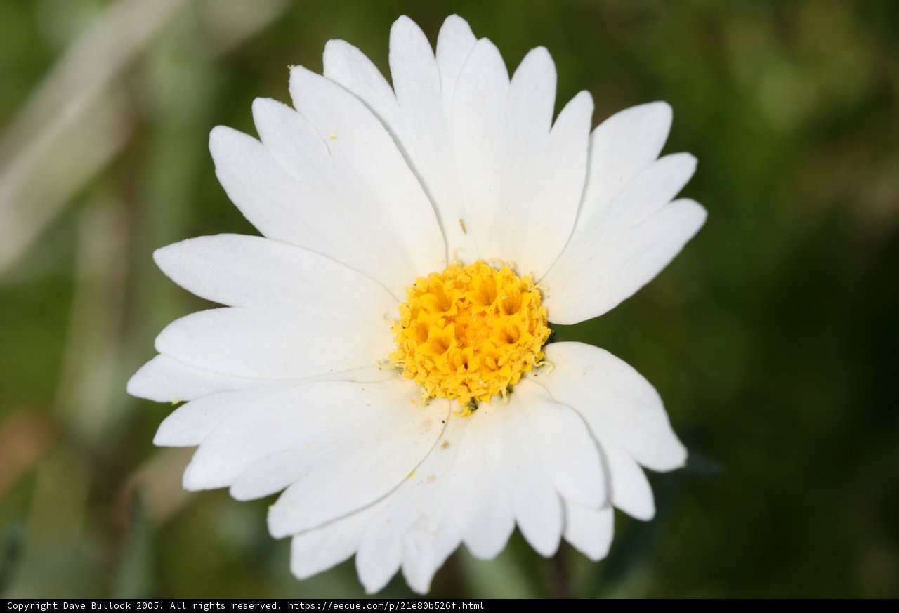 Delicate Daisy