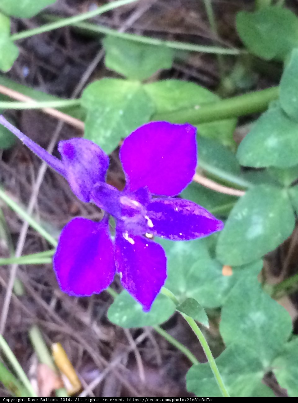 Purple Petunia in the Grass