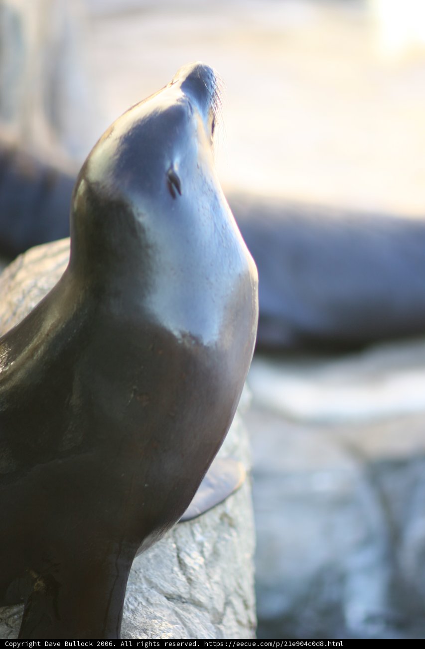 Sky Gazing Sea Lion