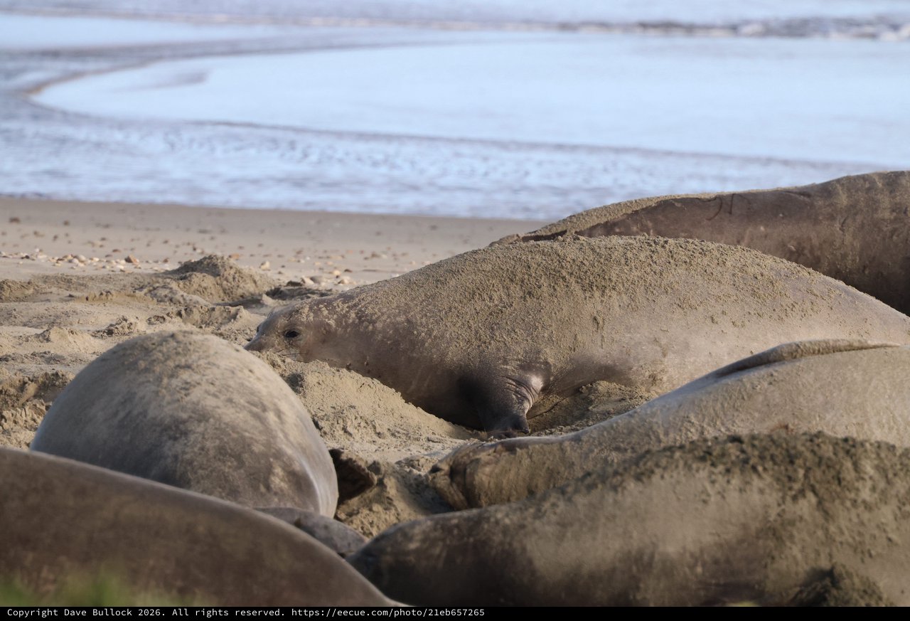 Elephant Seal Pup Nestled in Sandy Beach Cradle