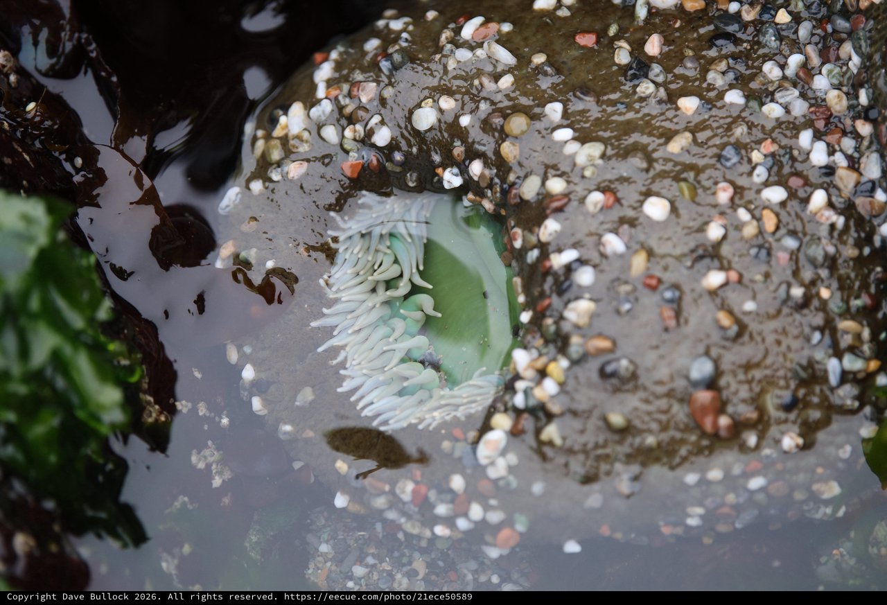 Green Sea Anemone Exposed at Low Tide