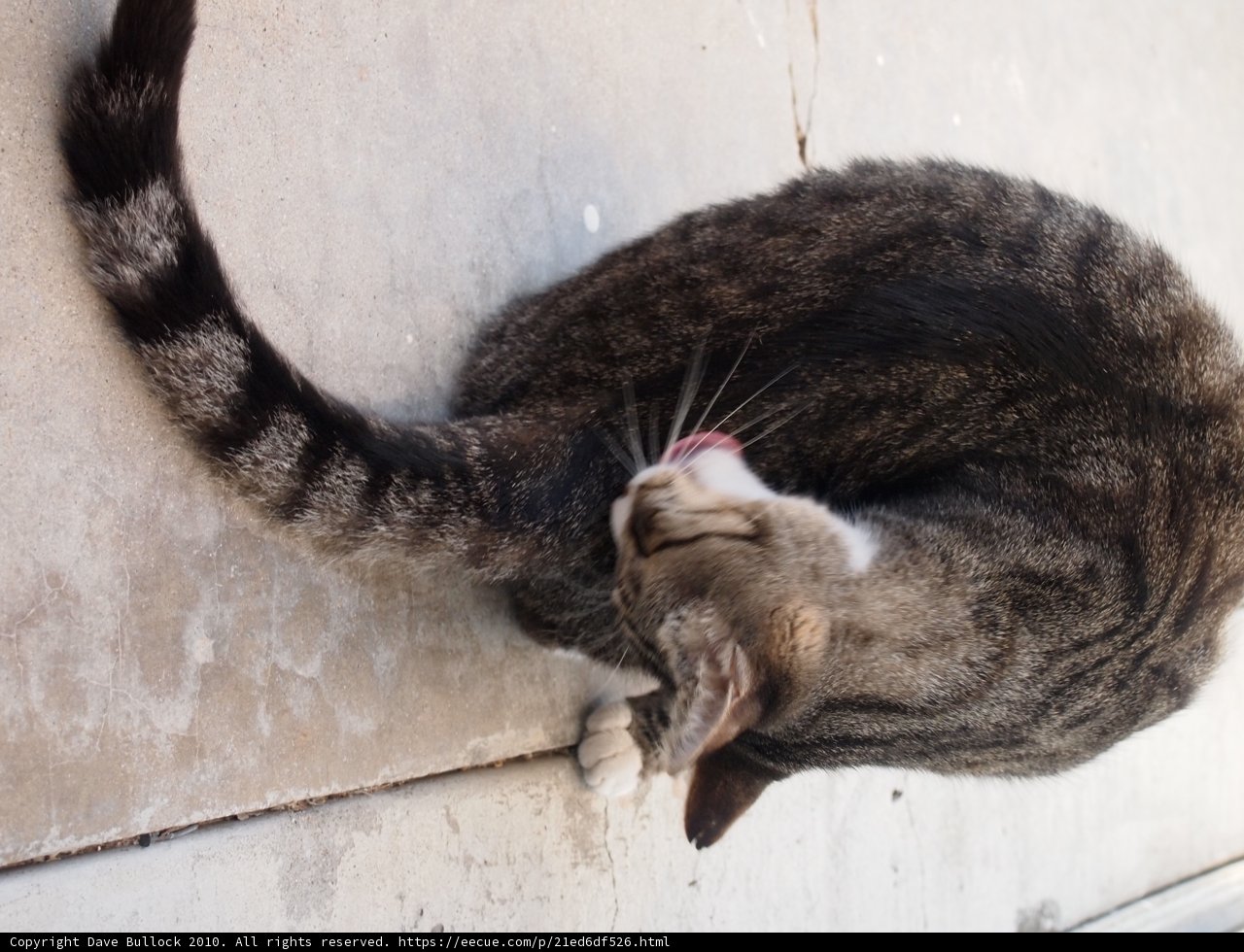 Feline Friend