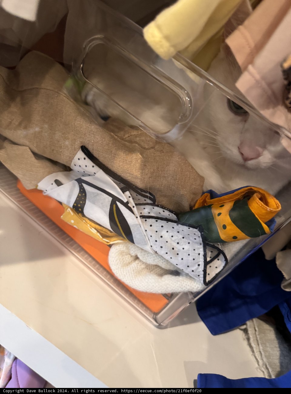 Feline Hideout in the Closet Chaos