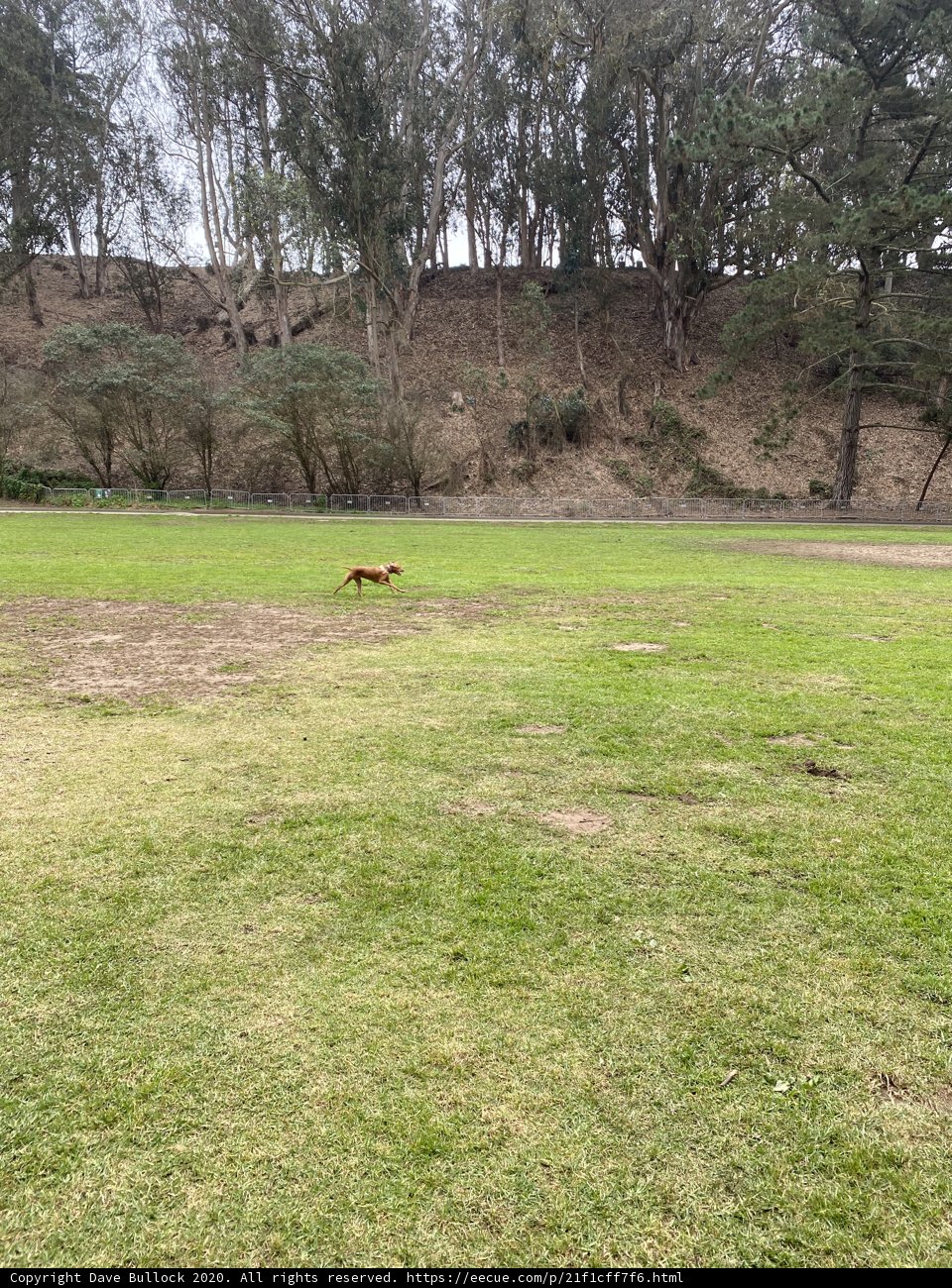 Canine in the Countryside