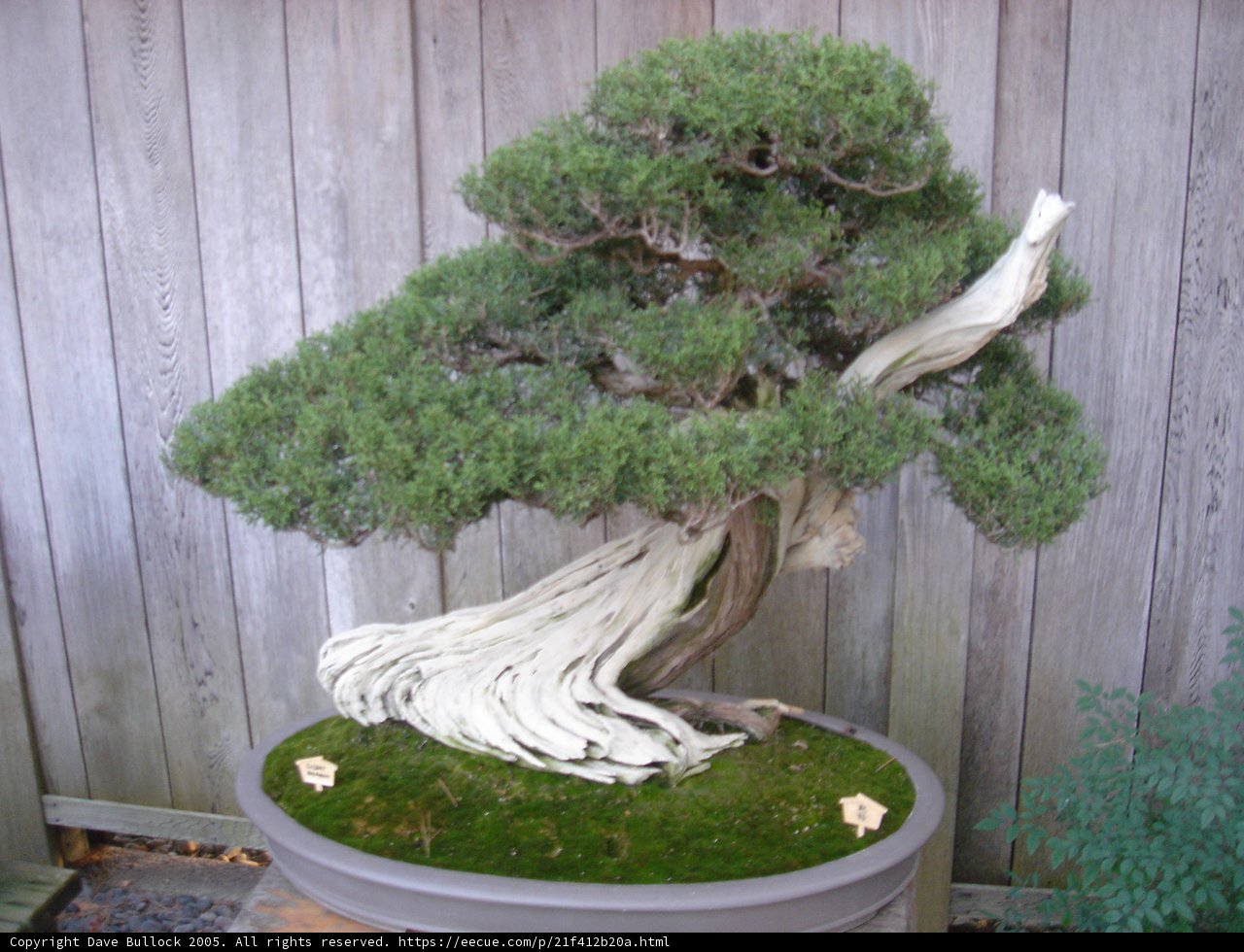 A Majestic Bonsai Tree in a Potted Paradise